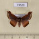 73529p Geometridae Fascellina porphyreofusa Vietnam $9