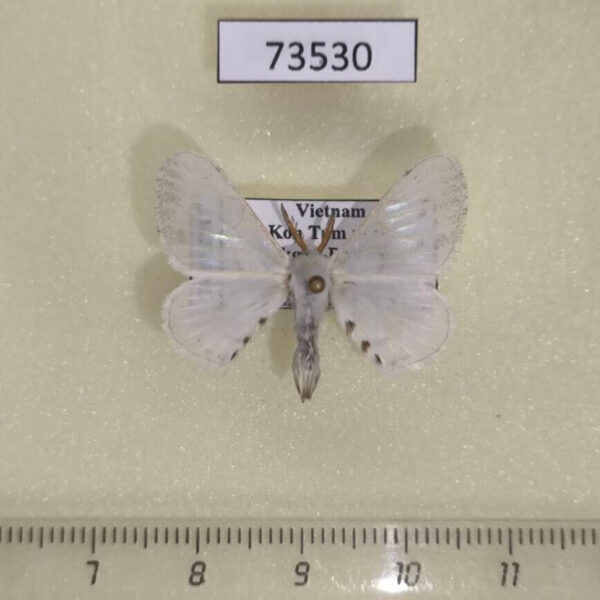Bombycidae Gnathocinara situla Vietnam