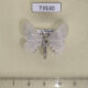 73530p Bombycidae Gnathocinara siluta Vietnam $8
