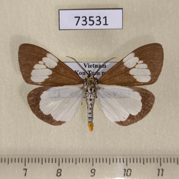 Arctiidae Nyctemera lacticinia Vietnam
