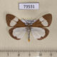 73531p Arctiidae Nyctemera lacticinia Vietnam $8