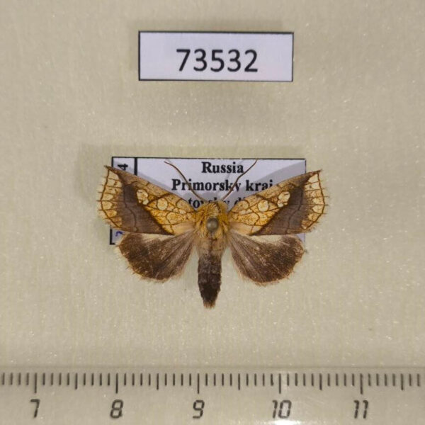 Noctuidae Brachyxanthia zelotypa Primorye