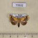 73532p Noctuidae Brachyxanthia zelotypa Primorye $15