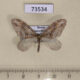 73534p Geometridae Trichopteryx polycommata Primorye $4