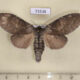73538p Notodontiidae Stauropus fagi persimilis f Primorye $9