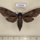 73539p Sphingidae Hyloicus morio Primorye $7