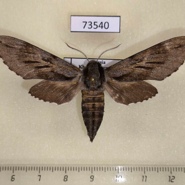 Sphingidae Hyloicus morio Khakassia rep.