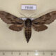 73540p Sphingidae Hyloicus morio Khakassia rep. $7
