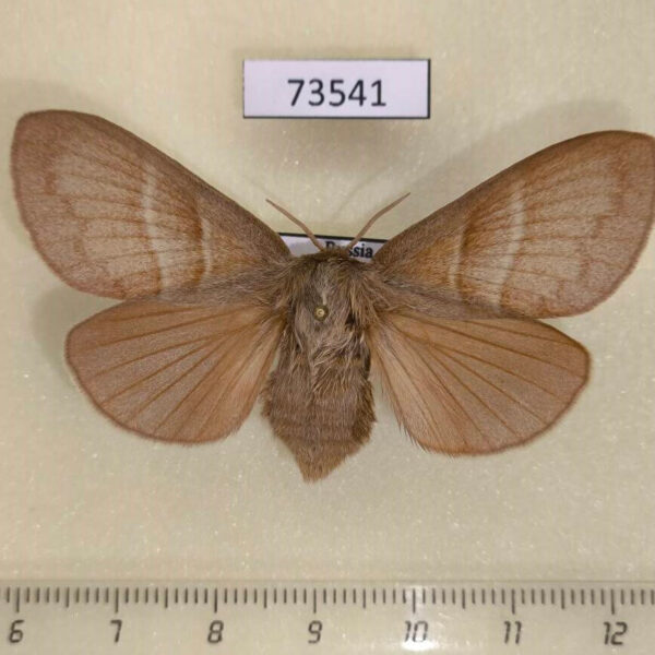 Lasiocampidae Macrothylacia rubi f Transbaikal reg.