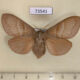 73541p Lasiocampidae Macrothylacia rubi f Transbaikal reg. $9