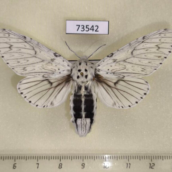 Notodontiidae Cerura erminea f Evreiskaya AO
