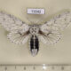 73542p Notodontiidae Cerura erminea f Evreiskaya AO $10