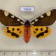 73543p Arctiidae Pericallia matronula Evreiskaya AO $10