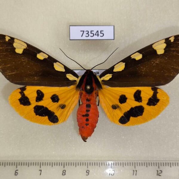 Arctiidae Pericallia matronula Evreiskaya AO