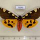 73545p Arctiidae Pericallia matronula Evreiskaya AO $10