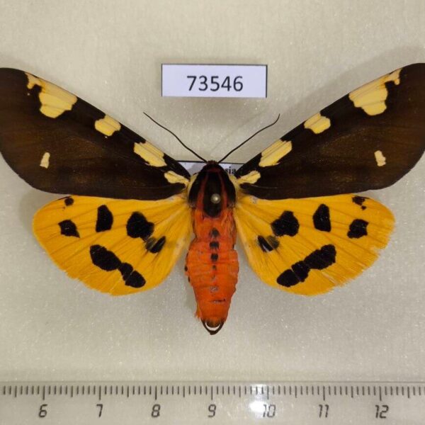 Arctiidae Pericallia matronula Evreiskaya AO