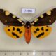 73546p Arctiidae Pericallia matronula Evreiskaya AO $10