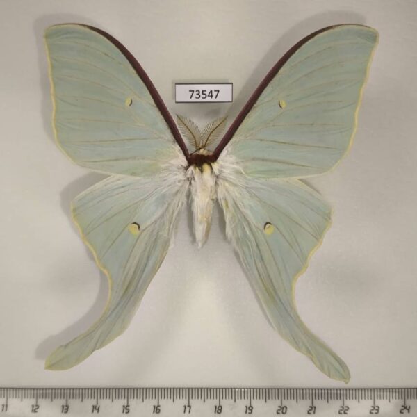 Saturniidae Actias dulcinea Evreiskaya AO