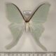 73547p Saturniidae Actias dulcinea Evreiskaya AO $12
