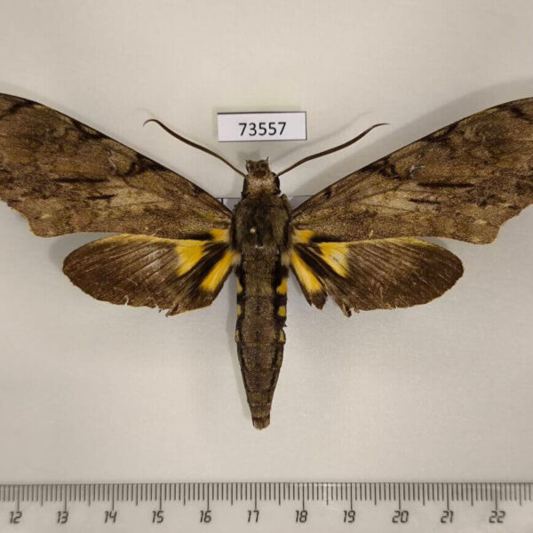 Sphingidae Xanthopan morganii Uganda
