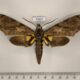 73557p Sphingidae Xanthopan morganii Uganda $12