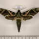 73558p Sphingidae Daphnis nerii Uganda $15