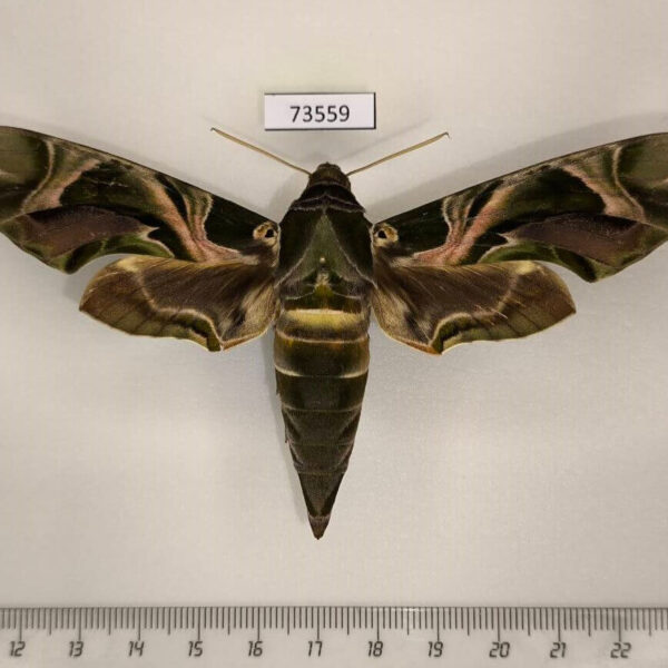 Sphingidae Daphnis nerii f Uganda