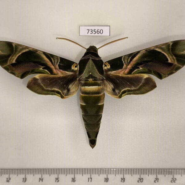 Sphingidae Daphnis nerii Uganda