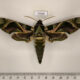 73560p Sphingidae Daphnis nerii Uganda $15