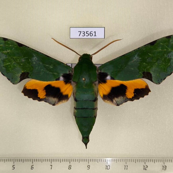 Sphingidae Euchloron megaera Uganda