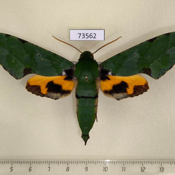 Sphingidae Euchloron megaera Uganda