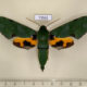73562p Sphingidae Euchloron megaera Uganda $15