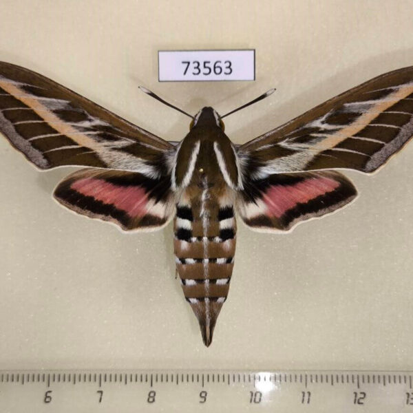 Sphingidae Hyles livornica f Kazakhstan
