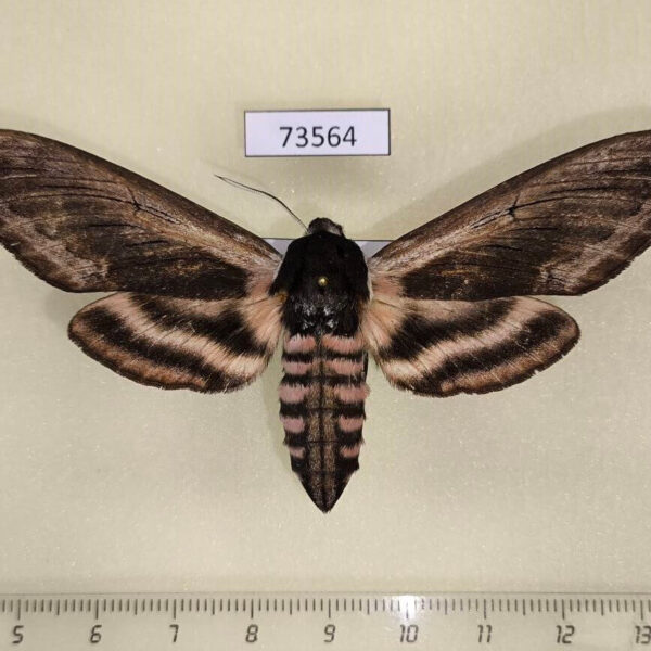 Sphingidae Sphinx ligustri amurensis f Transbaikal reg.