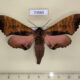 73565p Sphingidae Marumba gaschkewitschi Primorye $9