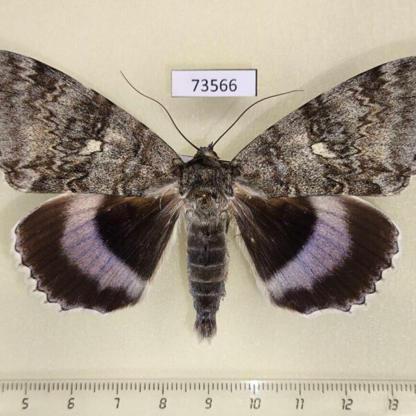 Noctuidae Catocala fraxini Primorye