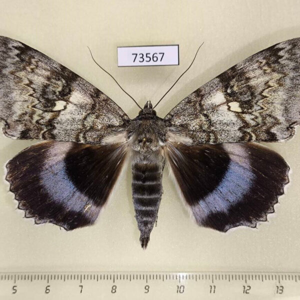 Noctuidae Catocala fraxini Primorye