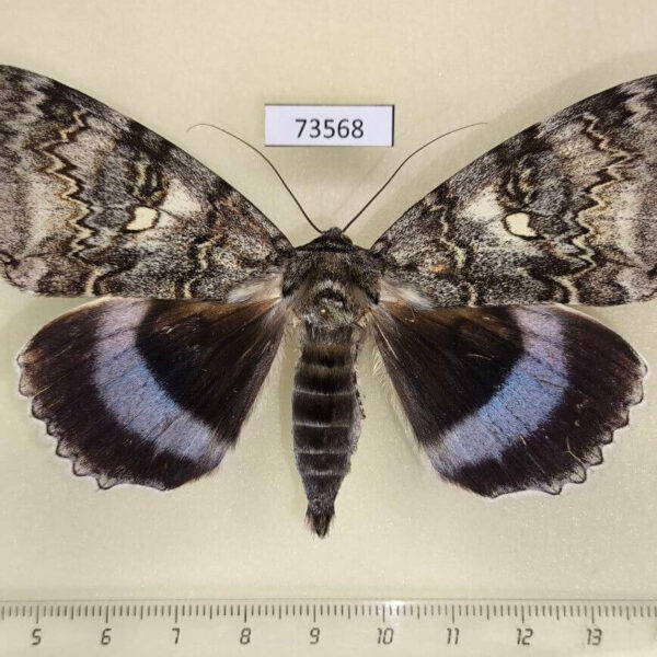 Noctuidae Catocala fraxini Primorye