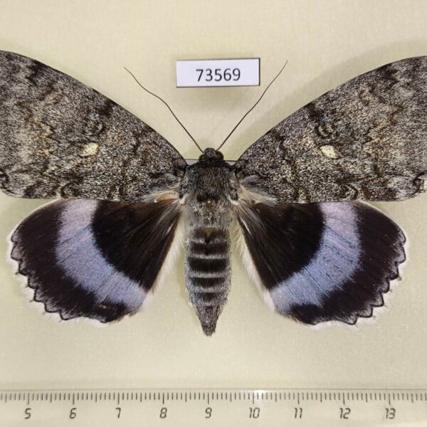 Noctuidae Catocala fraxini f Primorye