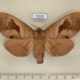 73570p Lasiocampidae Paralebeda femorata f Primorye $12