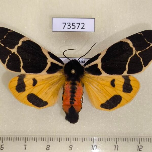 Arctiidae Arctia flavia f Tyva rep.