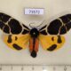 73572p Arctiidae Arctia flavia f Tyva rep. $25