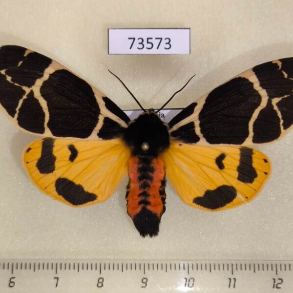 Arctiidae Arctia flavia f Tyva rep.