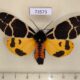 73573p Arctiidae Arctia flavia f Tyva rep. $25