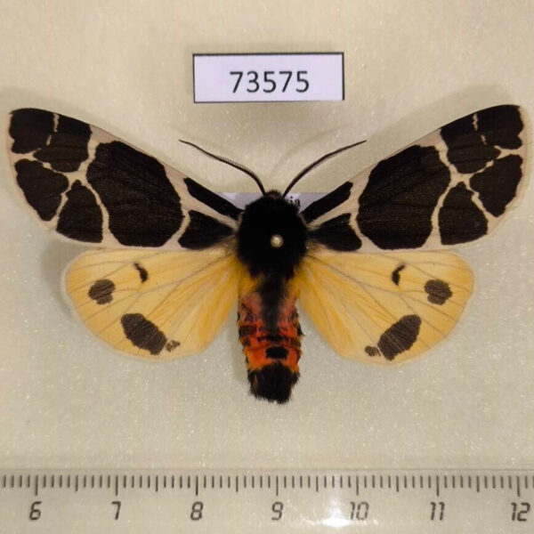 Arctiidae Arctia flavia Tyva rep.