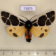 73575p Arctiidae Arctia flavia Tyva rep. $10