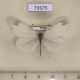 73579p Pieridae Leptidea amurensis Primorye $5