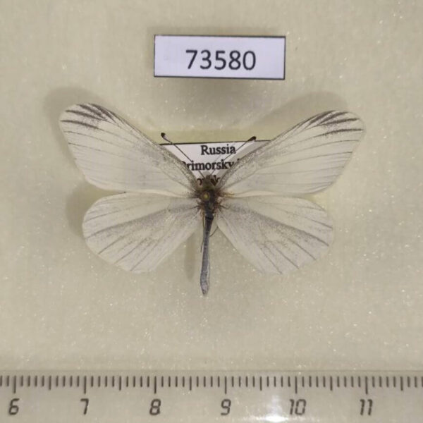 Pieridae Leptidea amurensis Primorye