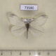 73580p Pieridae Leptidea amurensis Primorye $5