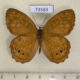 73583p Satyridae Kirinia epimenides Primorye $6